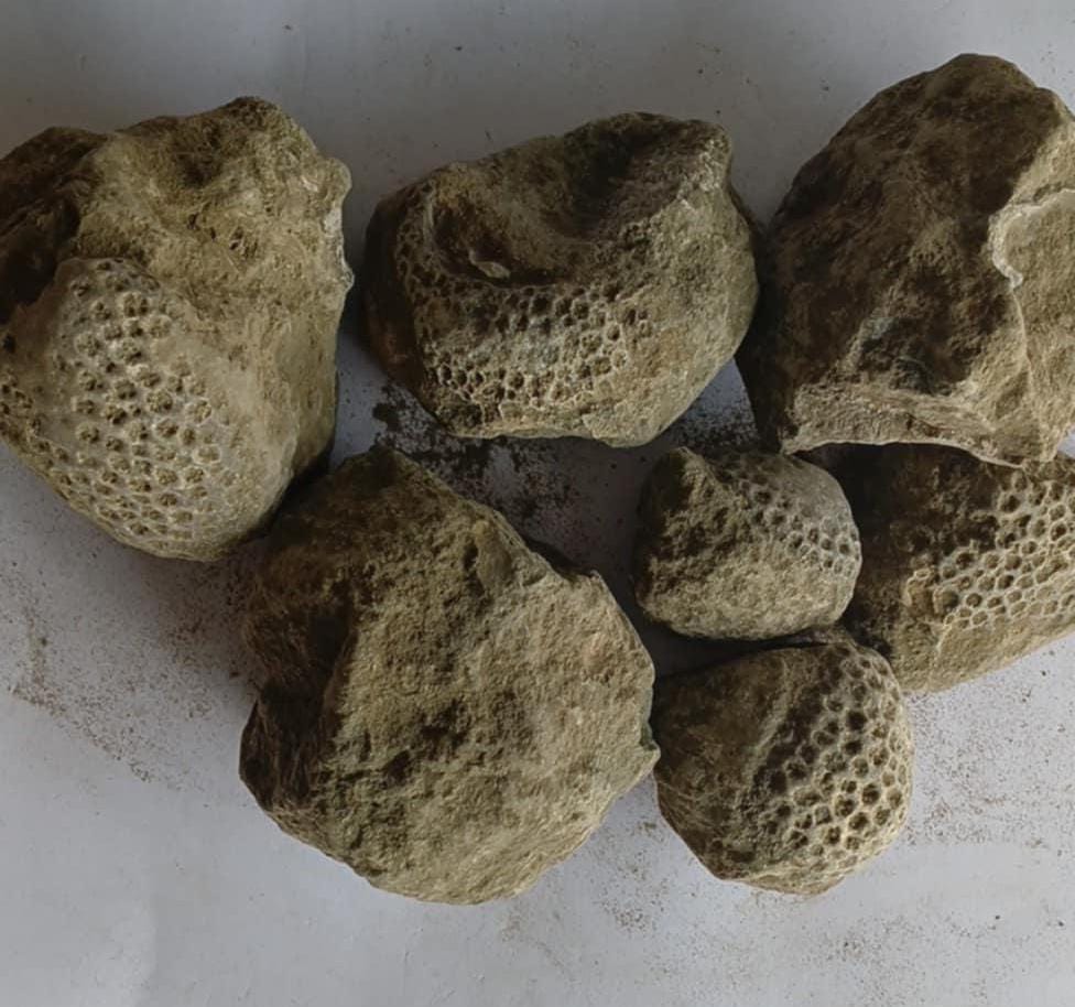Lot of 7 Unpolished Fossil Coral Heads /417-354 Million Years b.p./ 34-60 mm each; 604 Grams