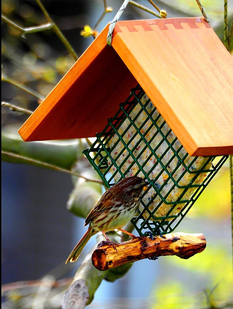 Suet Bird Feeder Etsy