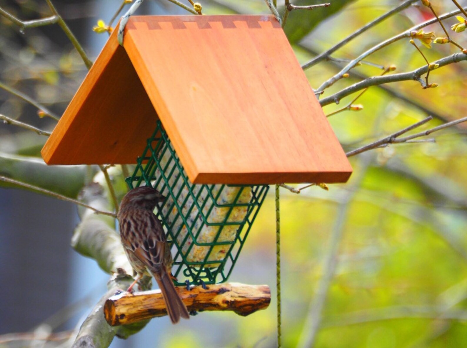 Suet Bird Feeder Etsy