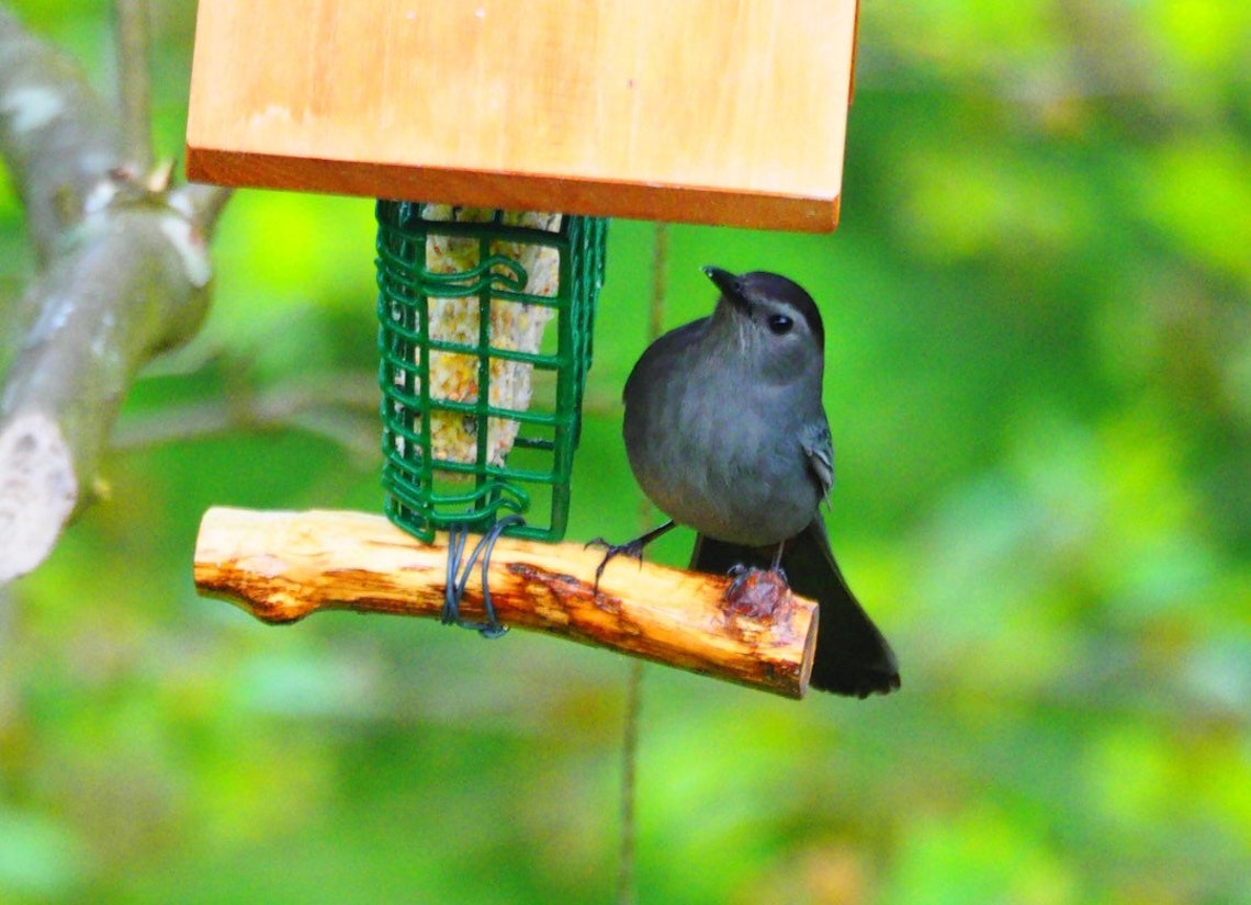 Suet Bird Feeder Etsy