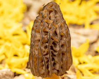 Macro Photography  | Morel Mushroom | Happy Spring Foraging | Zoom Background |  Digital Image | wall art