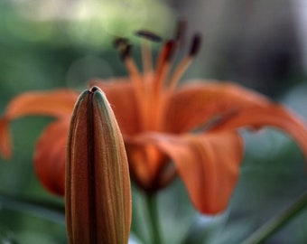 Orange Lily Digital Wallpaper, Zoom Background (Digital Image)