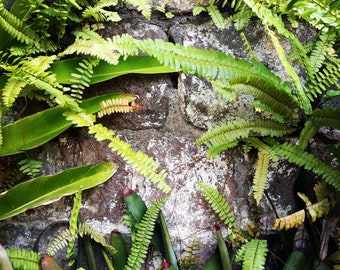 Fern Wall Art | Happy Spring | Photo Project | Digital Image | Zoom Background