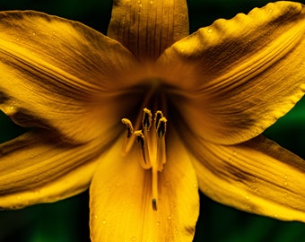 Iris Flower Photography | Digital Wallpaper Art (Digital Download)