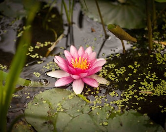 Pink Lotus Flower Digital Wallpaper | Phone, Zoom Background (Digital Image)