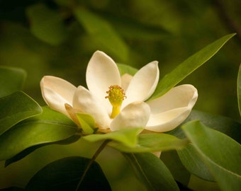 Southern Magnolia | Android Wallpaper, Iphone Wallpaper, Zoom/Google Meets/Teams background | Profile Picture | Digital Image | wall art