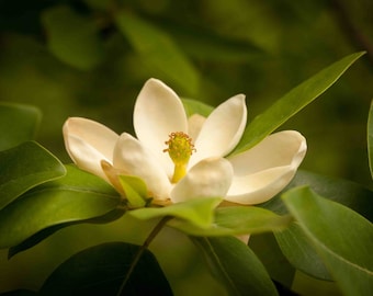 Southern Magnolia Photo | Floral Digital Wallpaper (Digital Download)