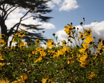 Hidden world | Sunflower Garden | Digital Print or Background | Digital Image | wall art