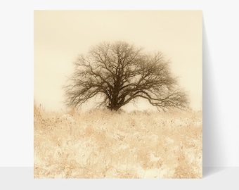May include: A lone, bare-branched tree stands in a field of snow-covered grass. The tree is silhouetted against a pale, cloudy sky. The image is in sepia tones.