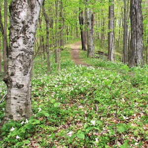 May include: A forest path winds through a grove of trees with a carpet of white wildflowers covering the ground.
