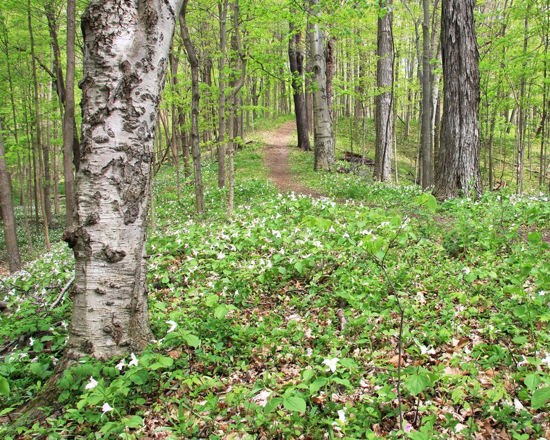 May include: A forest path winds through a grove of trees with a carpet of white wildflowers covering the ground.