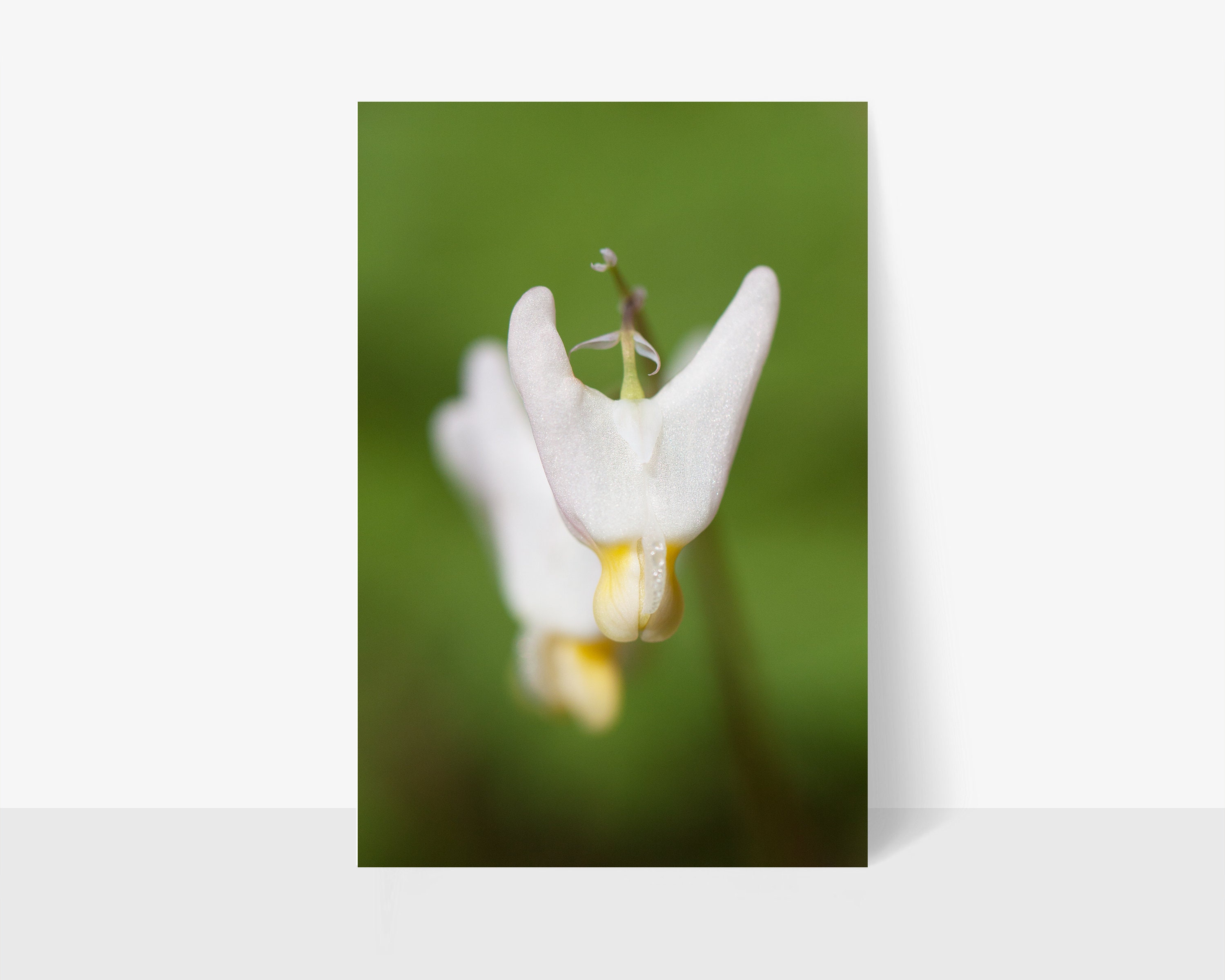 Dutchman S Breeches