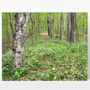 Spring Forest image 1