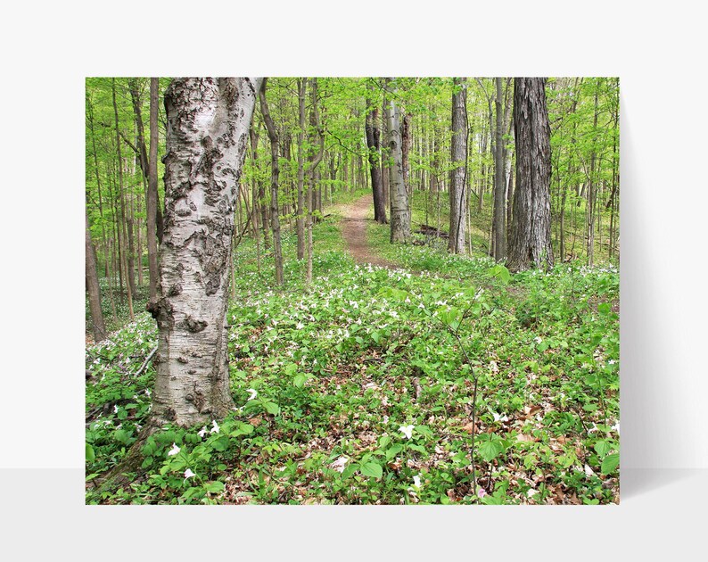 Spring Forest image 1