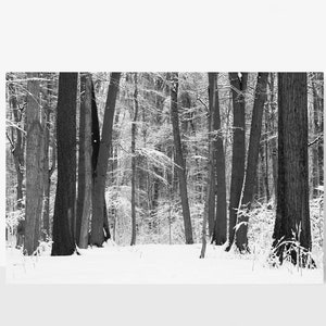 Winter Forest