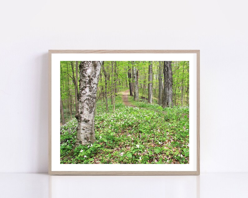 May include: A path through a forest with green trees and white flowers on the ground.