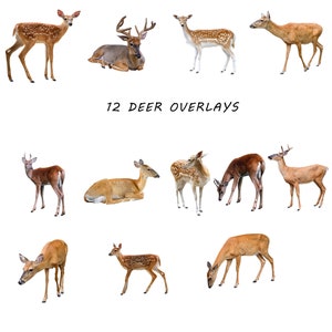 May include: Twelve digital images of deer in various poses, including standing, lying down, and walking. The deer are all white-tailed deer with brown fur and white spots. The images are isolated on a white background. The text "12 Deer Overlays" is written in black at the bottom of the image.