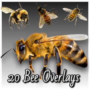 Bee Overlays for Photoshop, Bee Overlays, Bees, Photoshop, Overlays, PNG, Wall Art, Home Decor, Digital Downloads, Instant Downloads