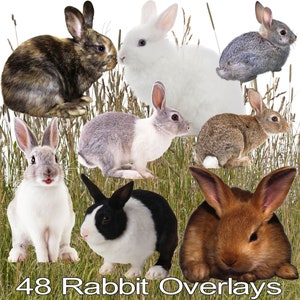 Rabbit Overlays for Photoshop, Rabbits, Bunny Rabbits , Animal Overlays, Wildlife Overlays, Landscape Overlays, Rabbit Overlay Photoshop