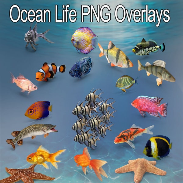 Fish Overlays, Photoshop Overlays, Transparent PNG Backgrounds, Overlays, Beach, Fish, Starfish, Dolphin Overlays, Water Overlays, Tropical