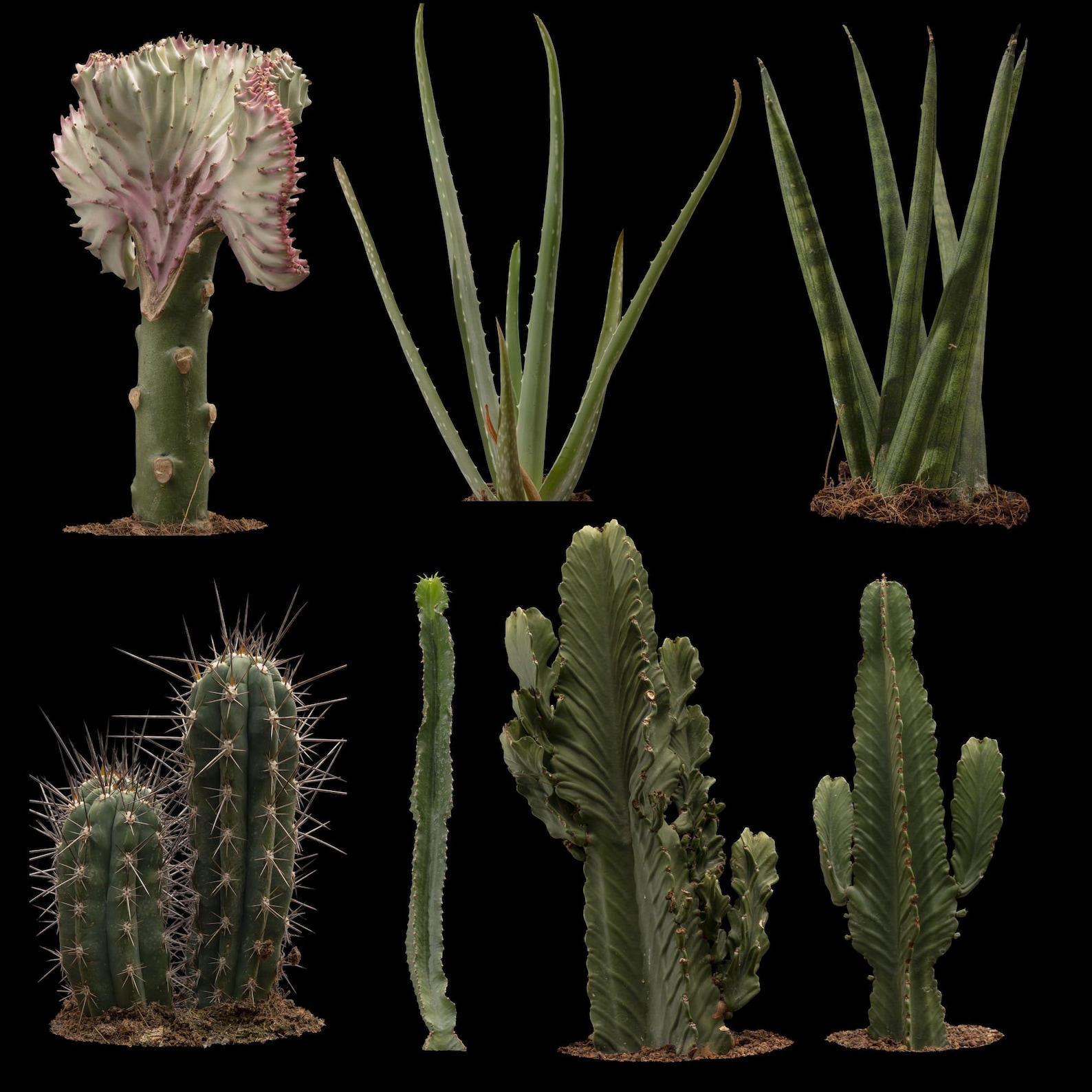20 Cactus Overlays for Cactus Overlays Cacti Etsy