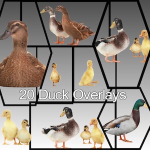 Duck Overlays for Photoshop, Ducks, Duck Overlays, Photoshop Overlays, Digital Downloads, JPEG Overlays, Wall Art, Home Decor