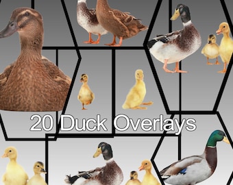 20 sovrapposizioni di foto di anatre: immagini JPEG realistiche (download digitale)