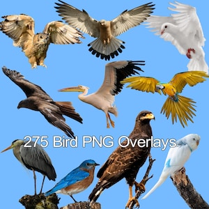 275 Bird Photo Overlays: Transparent PNG for Photoshop