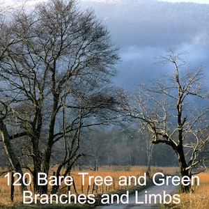 Peut inclure: Une photographie d'un arbre dénudé avec des branches et des membres verts dans un champ. L'arbre est au premier plan de l'image, et l'arrière-plan est une chaîne de montagnes brumeuse.