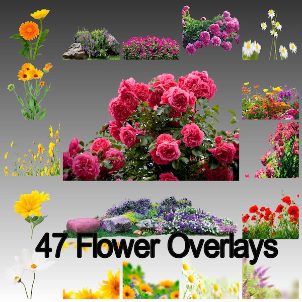 47 Flower Overlays For Photoshop, Flowers, Plants, Landscape, Flower Overlays, PNG Overlays, Digital Download, Instant Download