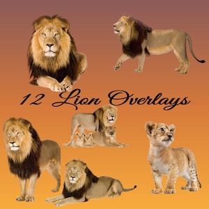 Lion Photo Overlays: Realistic Lions & Cubs (Digital Download)