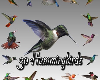 30 Realistic Hummingbird Overlays for Photoshop (Digital Files)