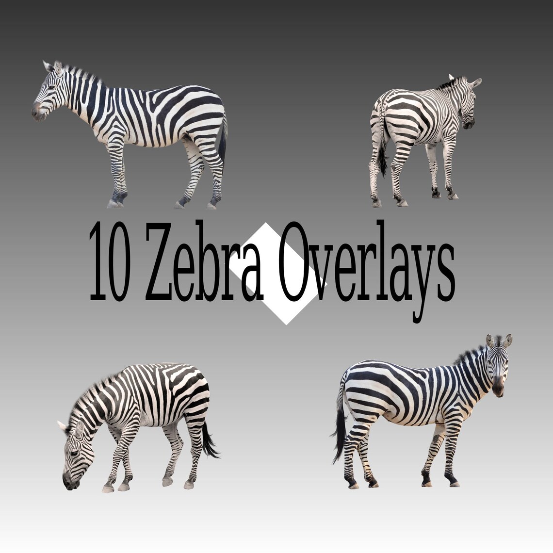 Zebra Overlays for Zebra Overlays Etsy