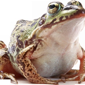 May include: A green and brown frog with large, bulging eyes. The frog is sitting on a black background and is looking up.