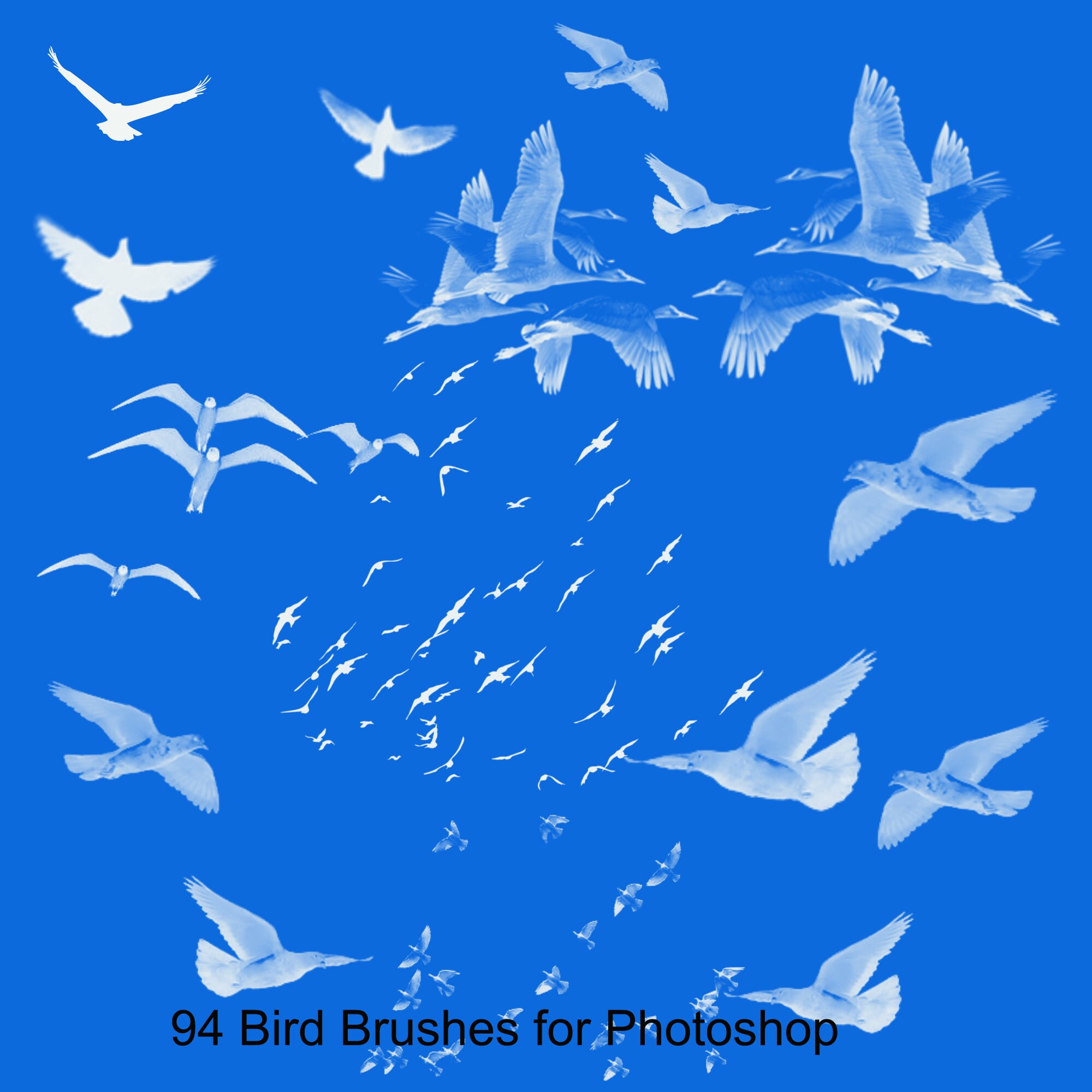 Brushes 94 Bird Brushes for Birds Etsy