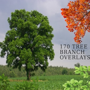 May include: A green tree with a lush canopy stands in a field of green corn. The sky is cloudy and a bright orange tree branch is visible in the upper right corner of the image. The text "170 TREE BRANCH OVERLAYS" is visible in the lower right corner of the image.
