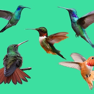 Hummingbirds Photoshop overlays, Hummingbirds, Photoshop Overlays, Overlays, Wall Art, Home Decor, Digital File, Instant download