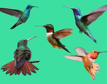 Hummingbirds Photoshop overlays, Hummingbirds, Photoshop Overlays, Overlays, Wall Art, Home Decor, Digital File, Instant download