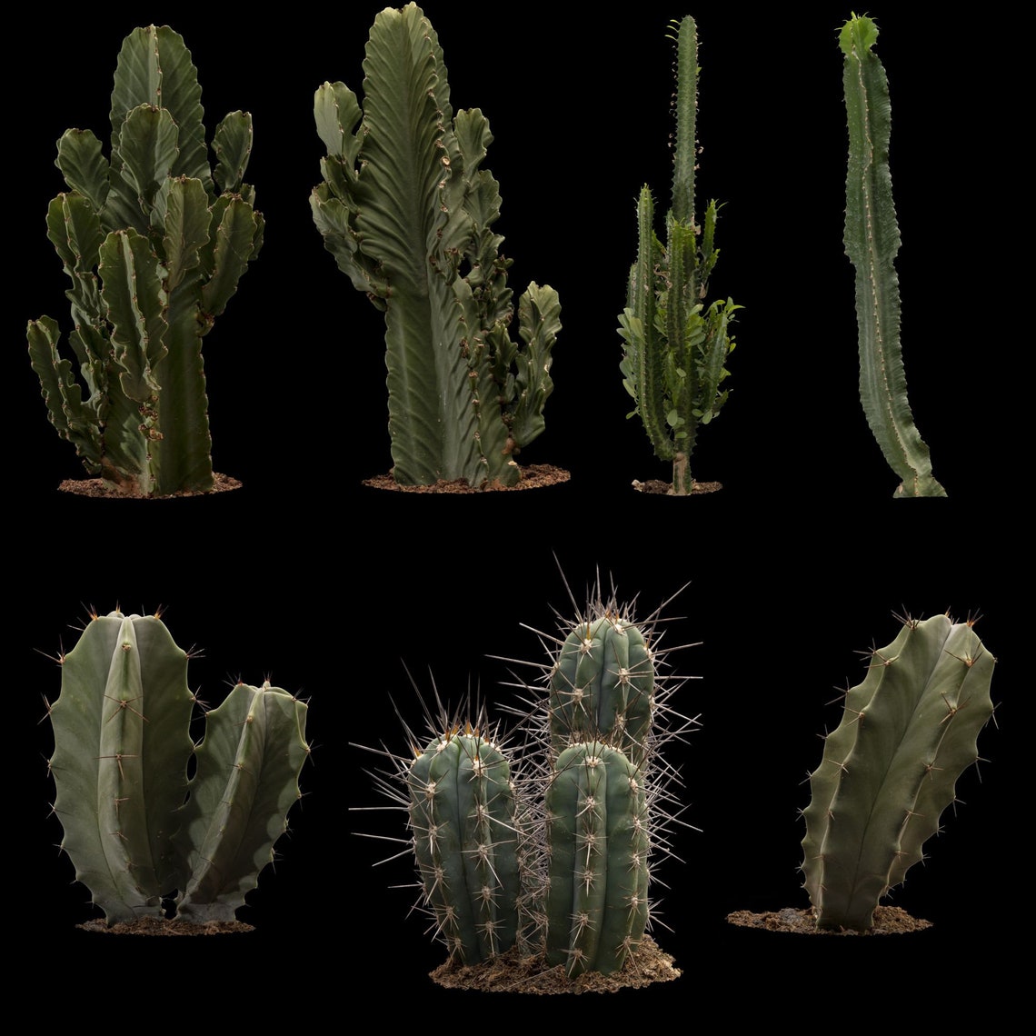 20 Cactus Overlays for Cactus Overlays Cacti Etsy UK