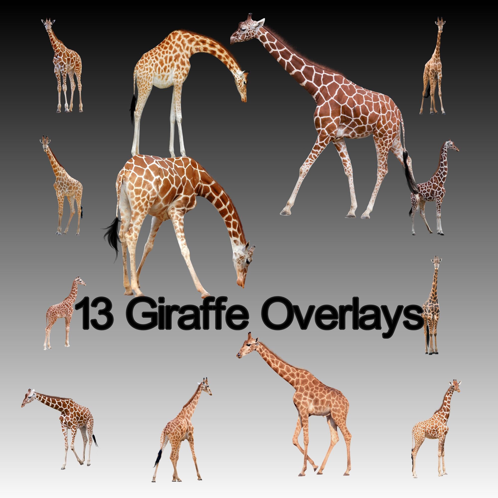 13 Giraffe Overlays for Photoshop Photoshop Overlays - Etsy Denmark 13 Giraffe Overlays for Photoshop Photoshop Overlays - Etsy Denmark