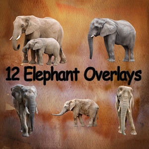 12 Elephant Overlays for Photoshop, Elephant Overlays, Photoshop Overlays, PNG Overlays, Wall Art, Home Decor, Digital Download