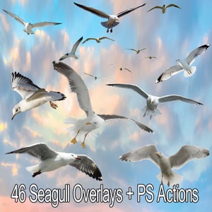 46 Seagull Photo Overlays for Photoshop: Sky & Animal Effects (PNG Digital Download)