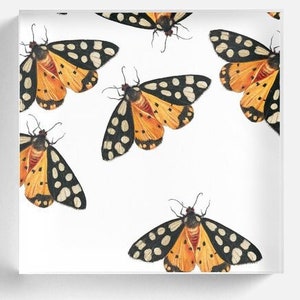 Tiger Moth Collection