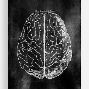 Dr. Gray's Brain Collection
