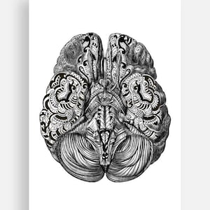 Gray&#39;s Brain Collection