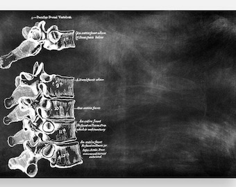 Dorsal Vertebrae Collection