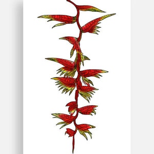 Heliconia (Heliconia rostrata) Collection