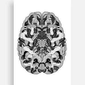 Cerebrum Anatomy Collection