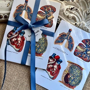 Puede incluir: Un conjunto de cuatro ilustraciones anatómicas vintage del corazón, los pulmones y el hígado humanos. Las ilustraciones están impresas en cartulina blanca y atadas con una cinta azul. La cartulina tiene una superficie ligeramente texturizada. Las ilustraciones son de estilo vintage con dibujos detallados de los órganos y sus estructuras internas. Las ilustraciones están etiquetadas con los nombres de los órganos y sus partes.