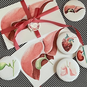 Puede incluir: Conjunto de seis botones ilustrados de órganos anatómicos. Los botones presentan un corazón, pulmones, riñones, hígado, bazo y estómago. Los botones son blancos con un esquema de colores rojo, verde y rosa. Los botones están empaquetados con una tarjeta de agradecimiento y una cinta roja.